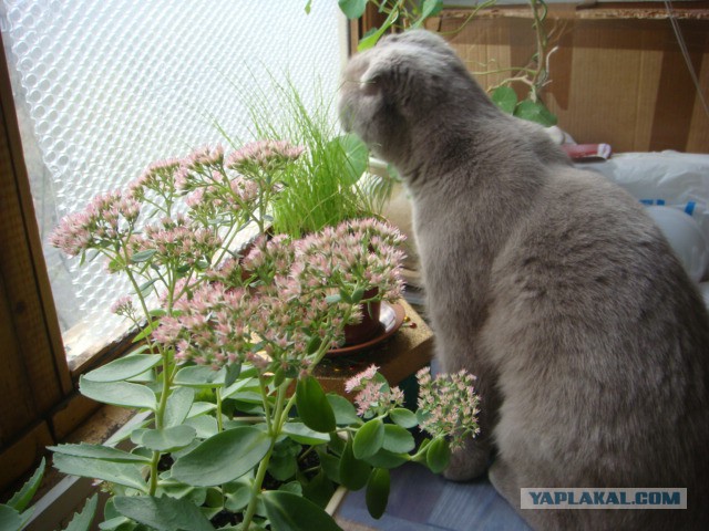 Котовторник  01.05.2018