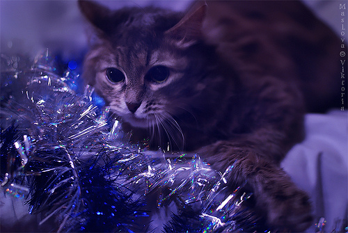 Новогодний КОТОВТОРНИК!