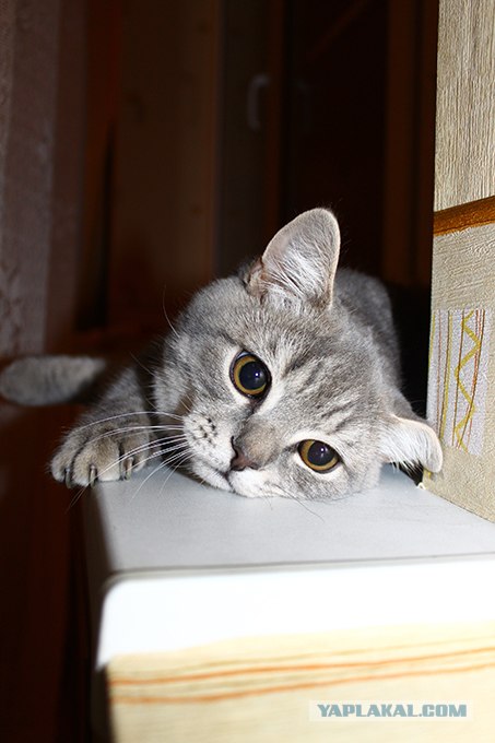 Начинаем котовторник!