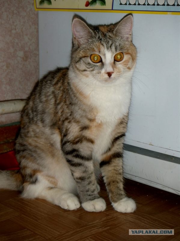Котовторник 27.03.2012