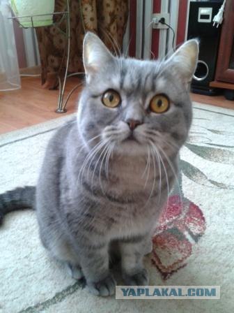 Котовторник  от 3.04.2012