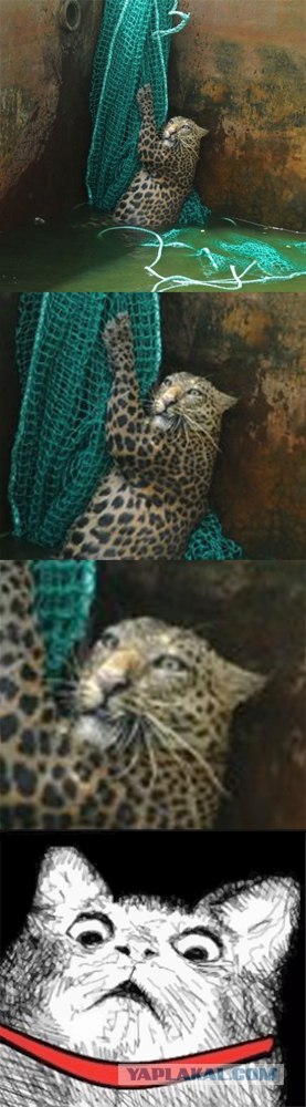 Спасение "мокрой киски"