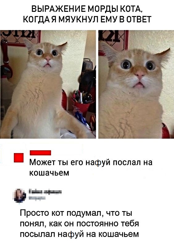 Картинки с надписями с котами и про котов