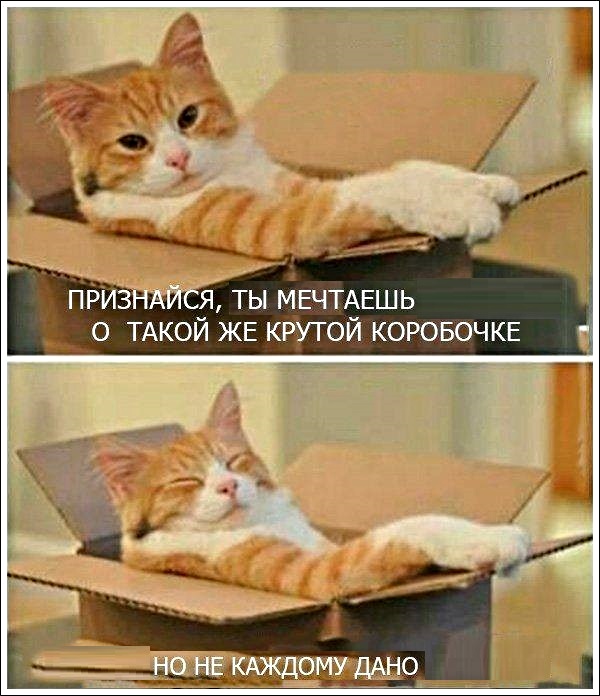 Картинки с котами и про котов