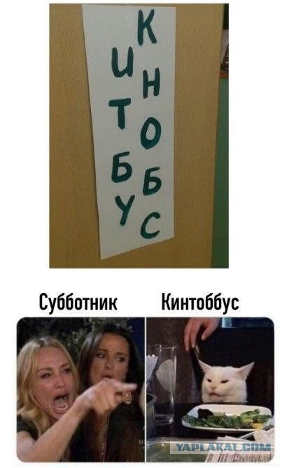 Прошёл целый год! А они всё орут на бедного котика