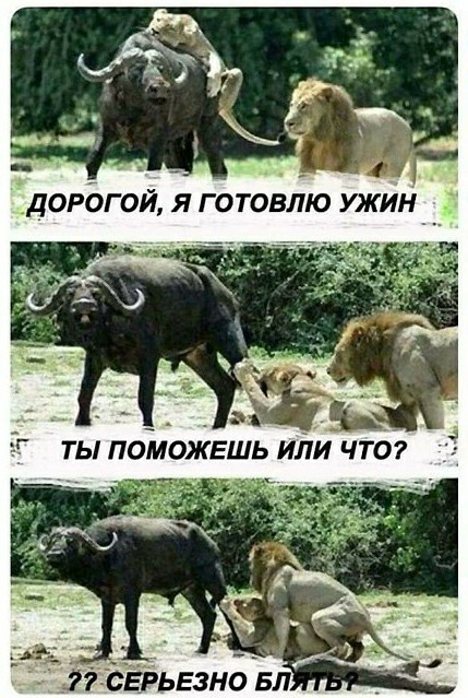 Фотки и картинки: юморные и красивые, забавные и милые 23.09.20