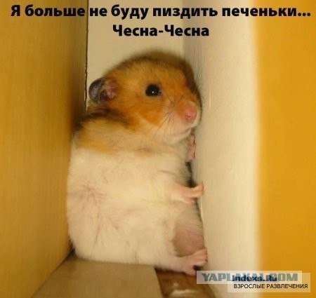 Енот и печенька.