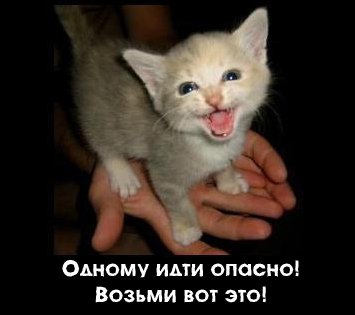 Котенок идет на таран