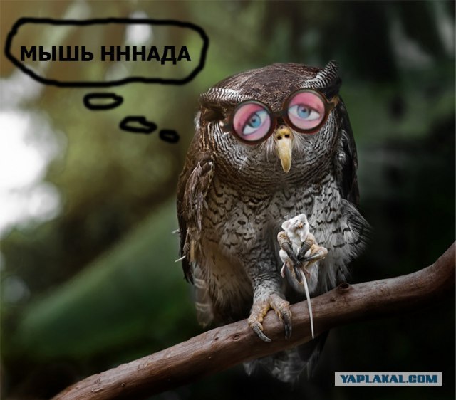 Орел крадет ребенка
