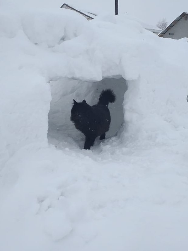 Котовторник. Картинки и буквы 08.02.22