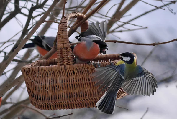 Весьма "удачные" кадры с фотоохоты на птиц
