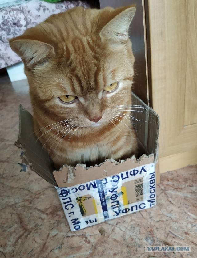 Кот и коробка