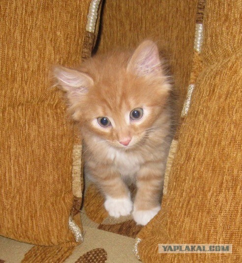 В автомобильном туннеле Мельбурна спасли котенка