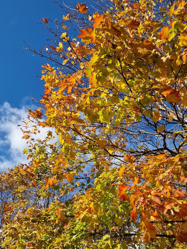 Тернистый путь любви. Лит.конкурс "Пятак"