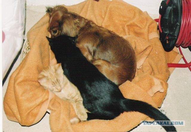 О бенгальских котах на наглядном примере