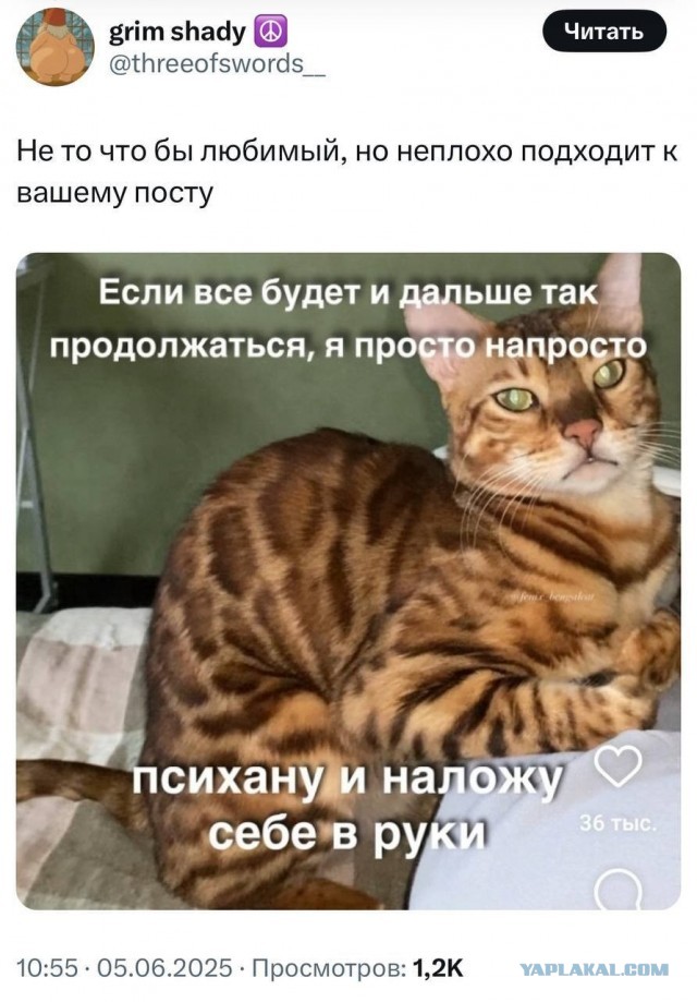 Девушка попросила в Хвиттере остальных скинуть любимые мемы с котами