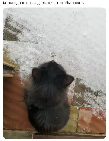 Картиночки, баянчики 01 марта