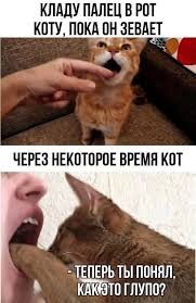Котовторник же, хватит спать!