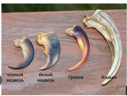 Это какие-то не правильные пчёлы