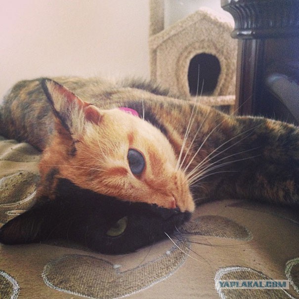 Кошка с двумя лицами