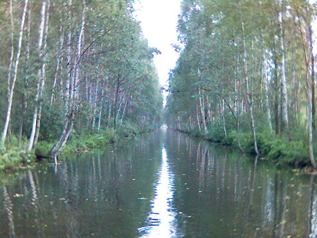Самые красивые деревья в мире