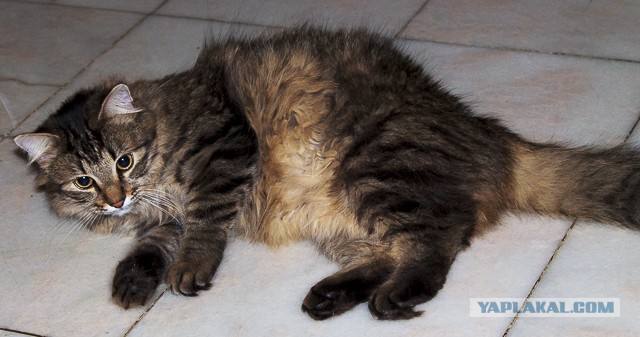 Пост невероятной кошачьей красоты. 25 фот.