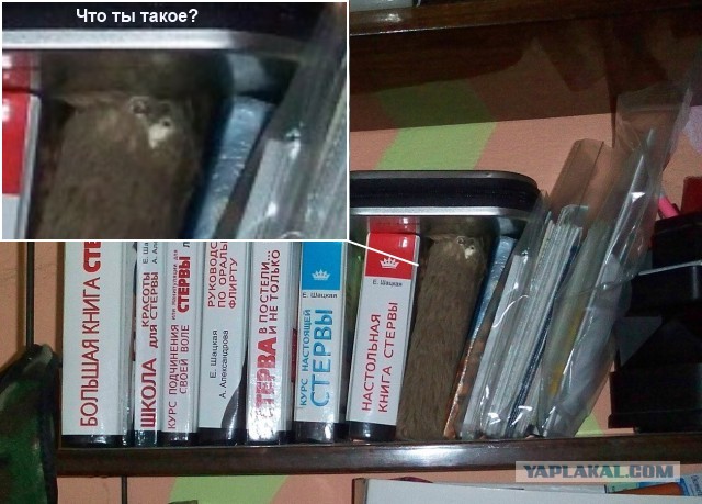 "Первый раз зашел к девушке в гости, а там..."