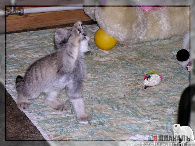 Другие кошки