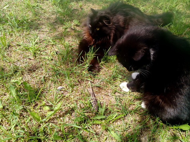 Котовторник 07.06.2016
