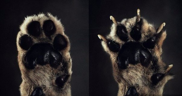 Коты и Кошки
