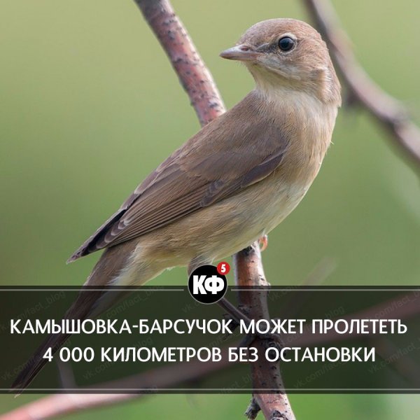 Краткие факты