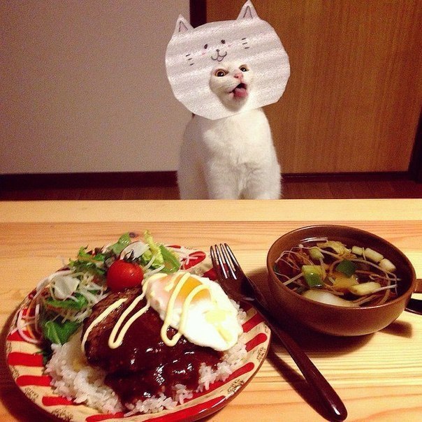 Коты и Кошки