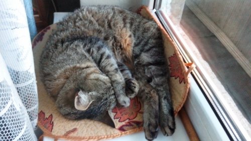 Котовторник 27.06.2017