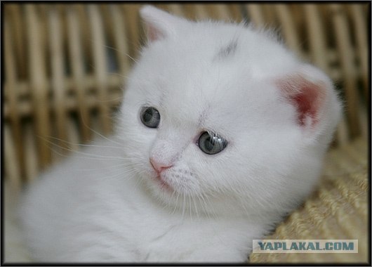 Даёшь Котовторник на ЯПе! (29.07.08)