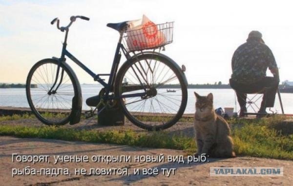 Картинки о животных