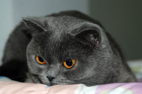 Выставка кошек