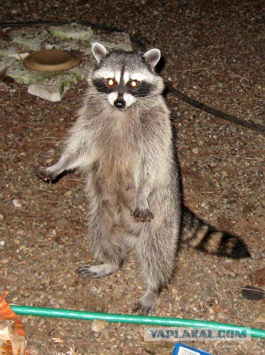Как приманить енотов для фотосессии?