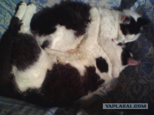Котовторник 20.03.2012