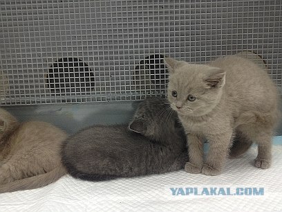 Котовторник  от 3.04.2012