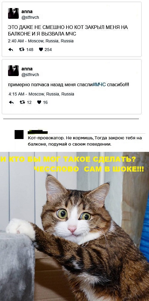 Картинки с котами и про котов