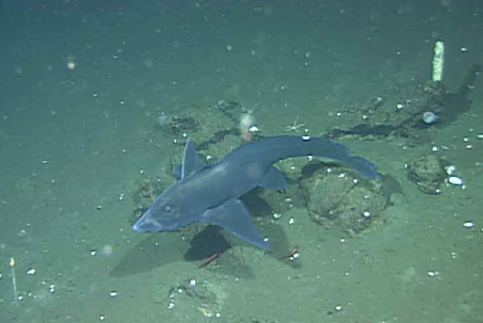 Horrifying ghost shark with retractable penis on its forehead spotted in the wild