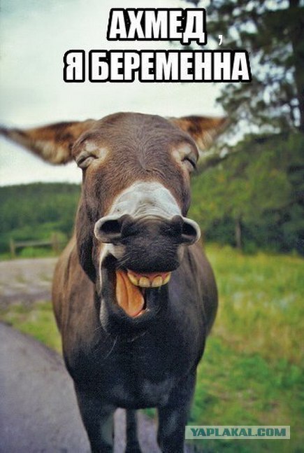 В защиту прав животных