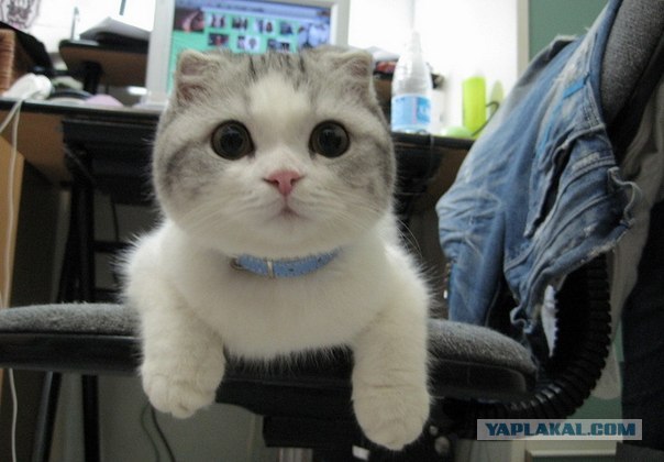 Священники с автомобилями за миллион гривен