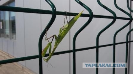 Нижегородский богомол