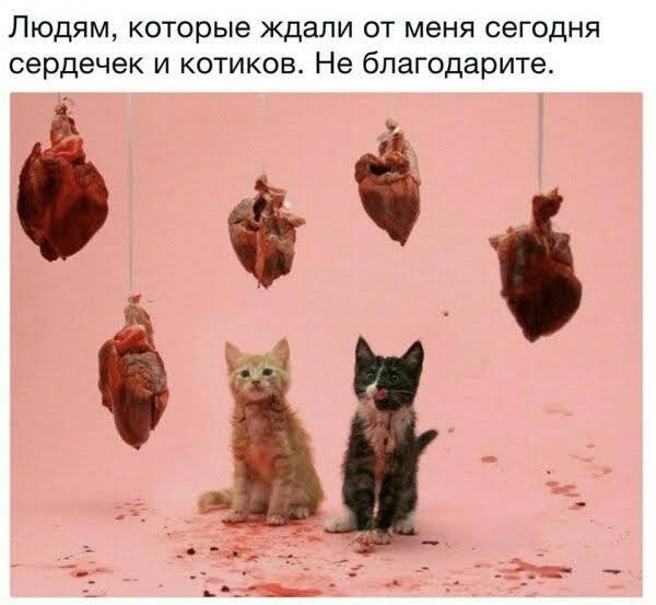Котики от Нарвского