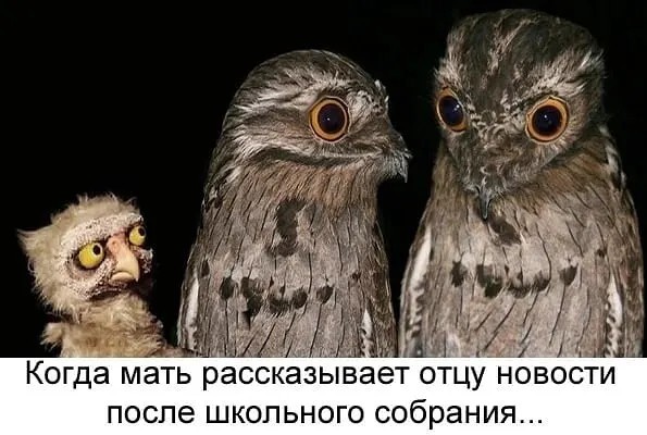 Юмор в картинках и без 01.12.2022