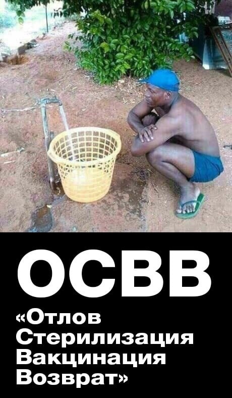 В Башкирии отравили собак