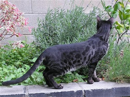 О бенгальских котах на наглядном примере