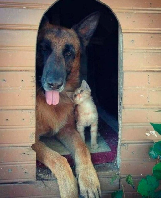 Так всякие картинки