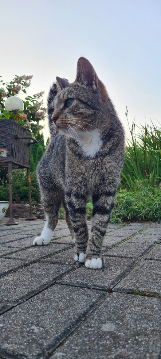 С котовторником!